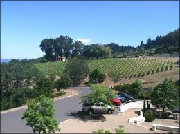 Vineyard 29